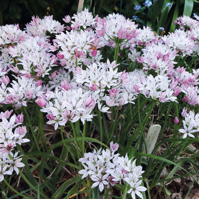 Allium 'Cameleon' - Königliche Gartenakademie