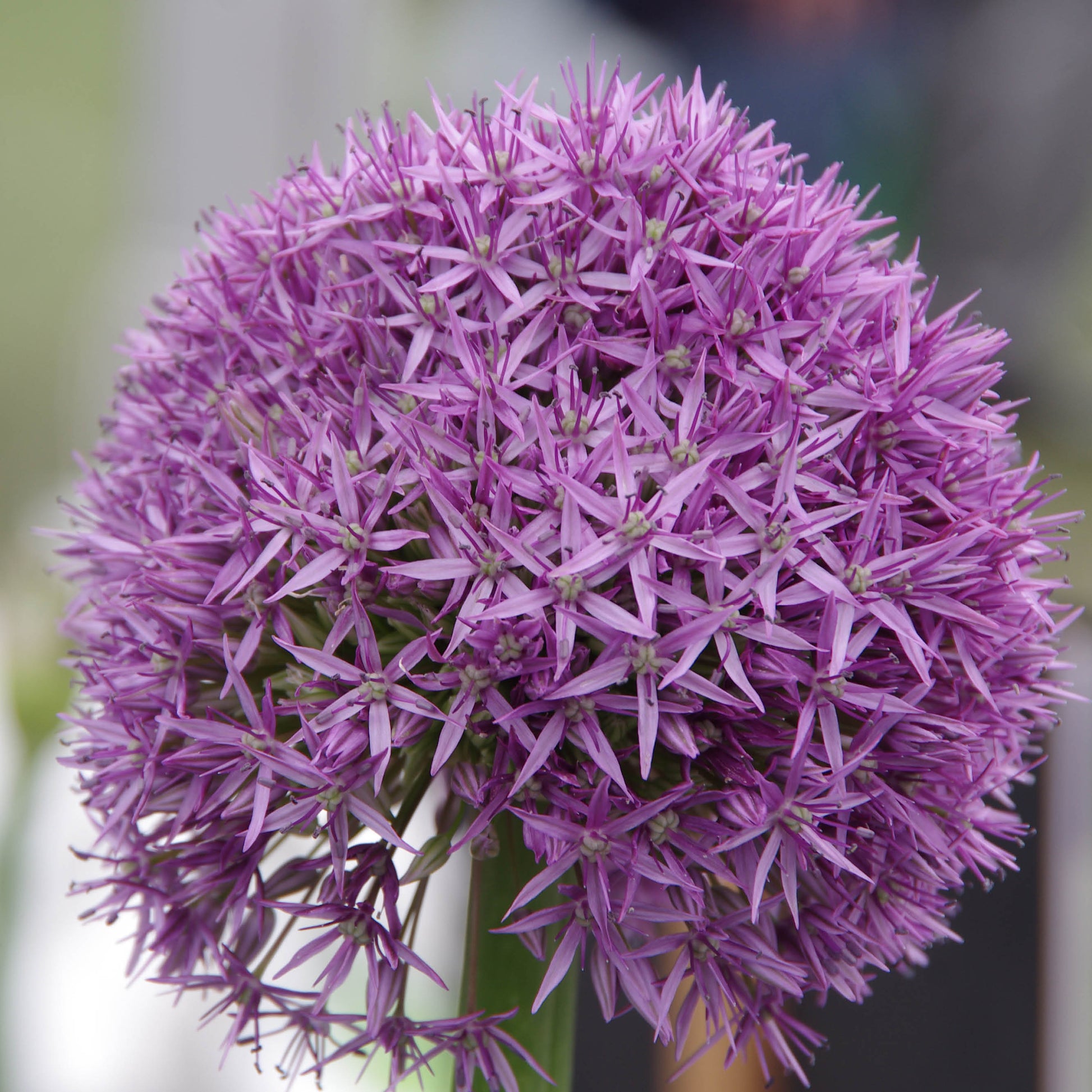 Allium Globemaster - Königliche Gartenakademie