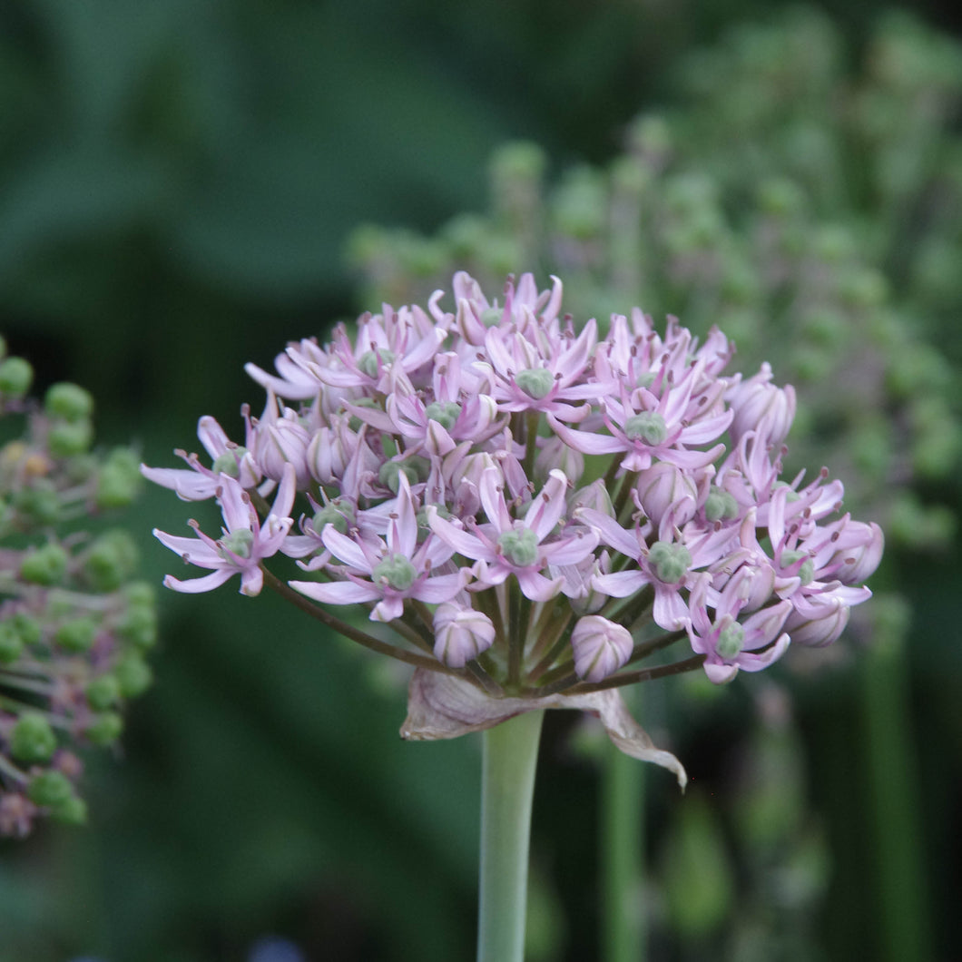 Allium Pink Jewel - Königliche Gartenakademie