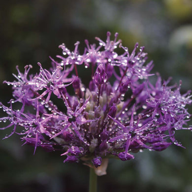 Allium 'Purple Rain' - Königliche Gartenakademie