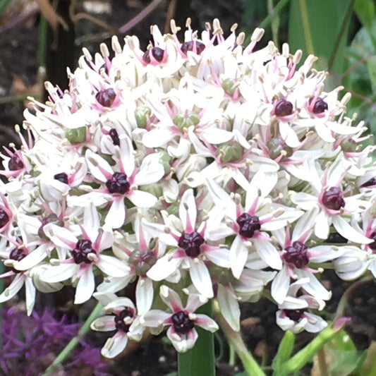 Allium 'Silver Spring' - Königliche Gartenakademie