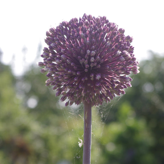 Allium 'Summer Drummer' - Königliche Gartenakademie