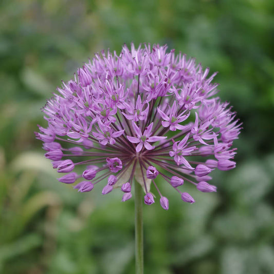 Eine Nahaufnahme von Allium 'aflatunense' Zierlauch von Weijers. Die sternförmigen violett-lila Blüten bilden eine kugelförmige Traube auf einem 70-90 cm langen grünen Stiel vor einem verschwommenen grünen Hintergrund.
