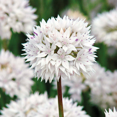 Zierlauch - Allium 'Graceful Beauty'
