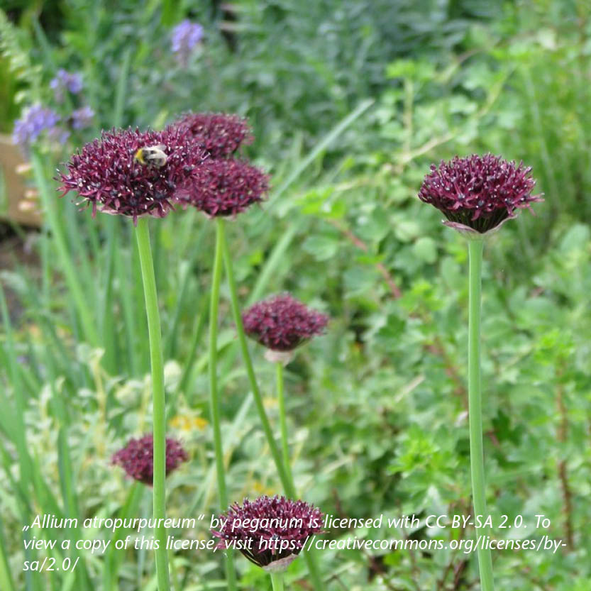 Allium atropurpureum - Königliche Gartenakademie