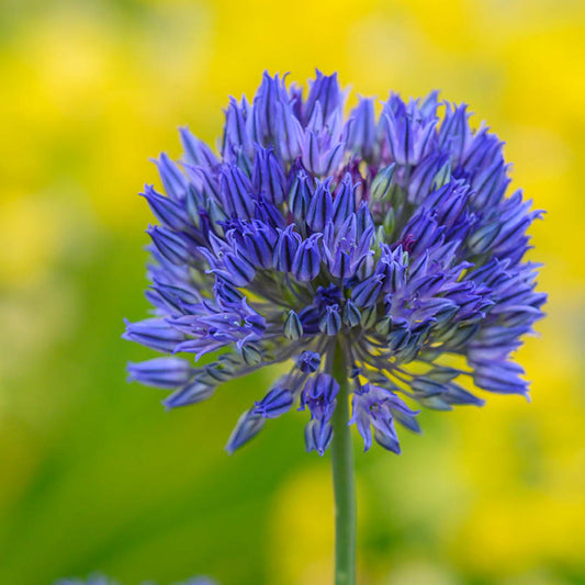 Eine Nahaufnahme der leuchtenden Allium caesium Blaulauch von Weijers in voller Blüte, die ihre komplizierten kugelförmigen Blütenblätter vor einem verschwommenen gelb-grünen Hintergrund zeigt - eine insektenfreundliche Blume, die von Juni bis Juli blüht.