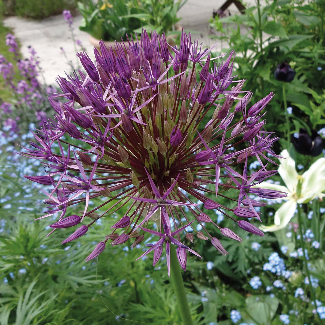 Allium christophii - Königliche Gartenakademie