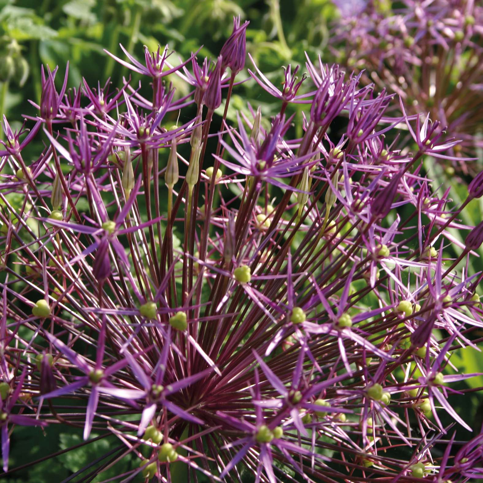 Allium christophii - Königliche Gartenakademie