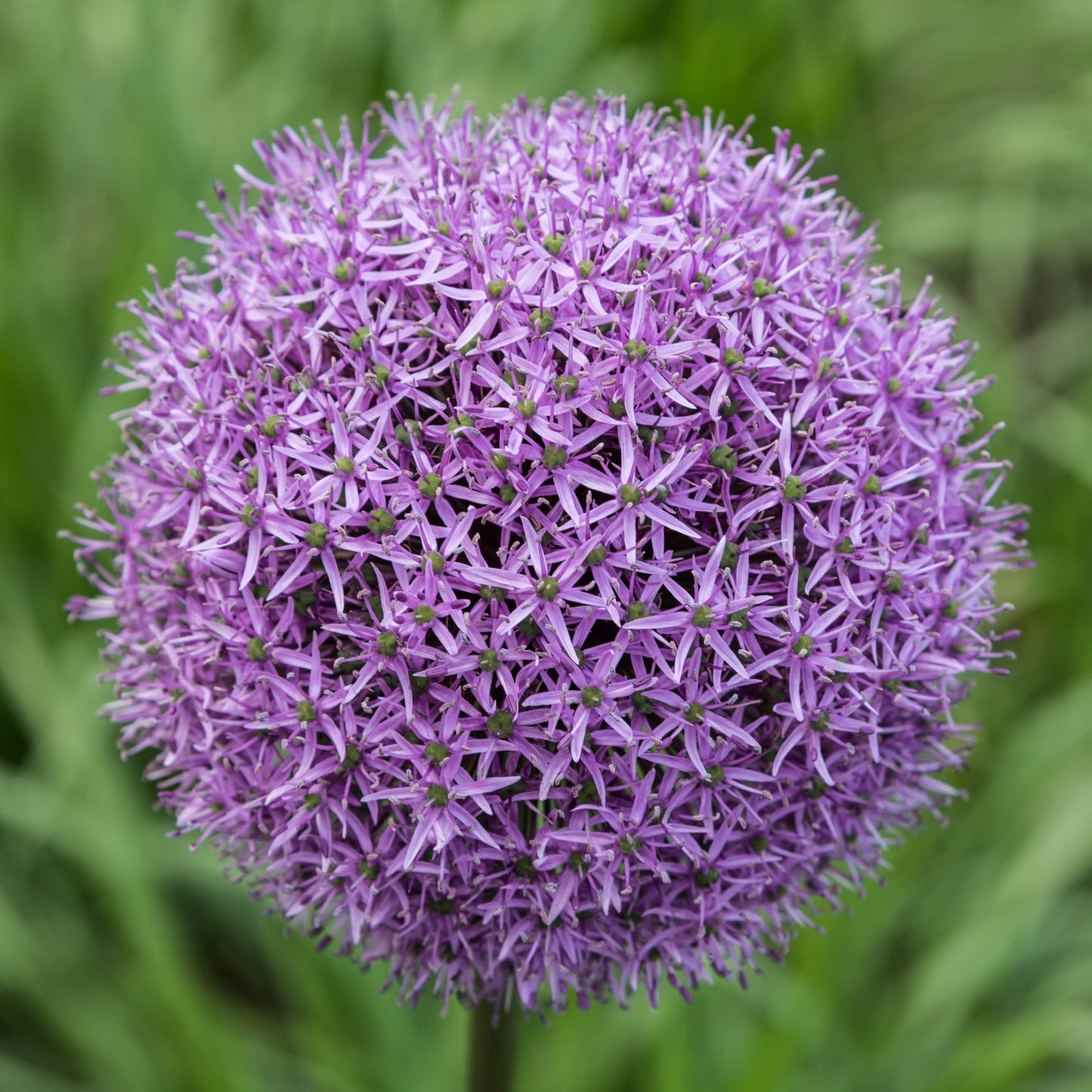 Allium Gladiator - Königliche Gartenakademie