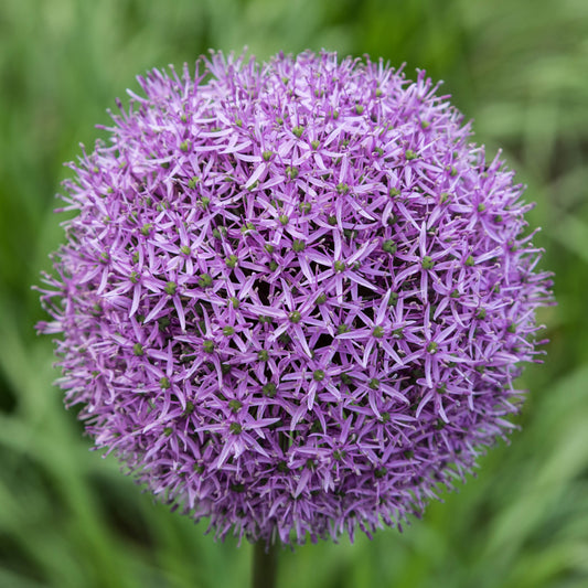 Allium Gladiator - Königliche Gartenakademie