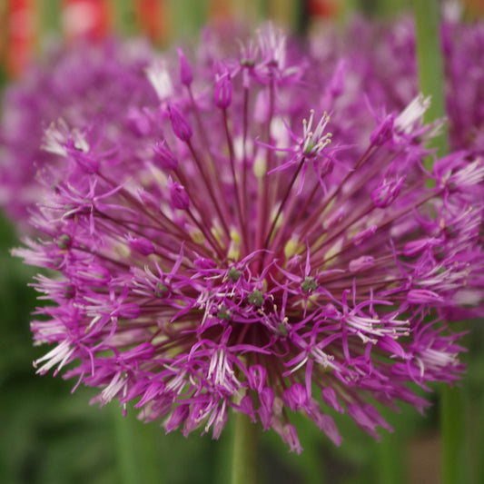 Allium Jesdianum 'Early Emperor' - Königliche Gartenakademie