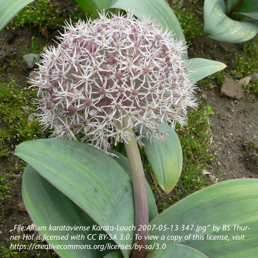Allium karataviense - Königliche Gartenakademie
