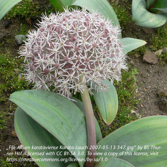 Allium karataviense - Königliche Gartenakademie