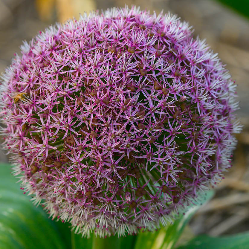 Eine Nahaufnahme von Allium karataviense 'Red Giant Star' Blauzungen-Lauch von Weijers zeigt eine große, kugelförmige Ansammlung violetter, sternförmiger Blüten mit purpurroter Blüte-besonders insektenfreundlich-vor einem unscharfen Hintergrund.