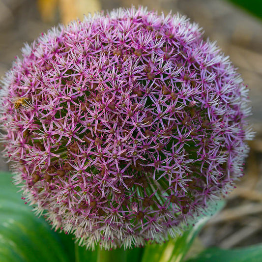 Eine Nahaufnahme von Allium karataviense 'Red Giant Star' Blauzungen-Lauch von Weijers zeigt eine große, kugelförmige Ansammlung violetter, sternförmiger Blüten mit purpurroter Blüte-besonders insektenfreundlich-vor einem unscharfen Hintergrund.