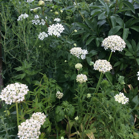 Allium nigrum - Königliche Gartenakademie