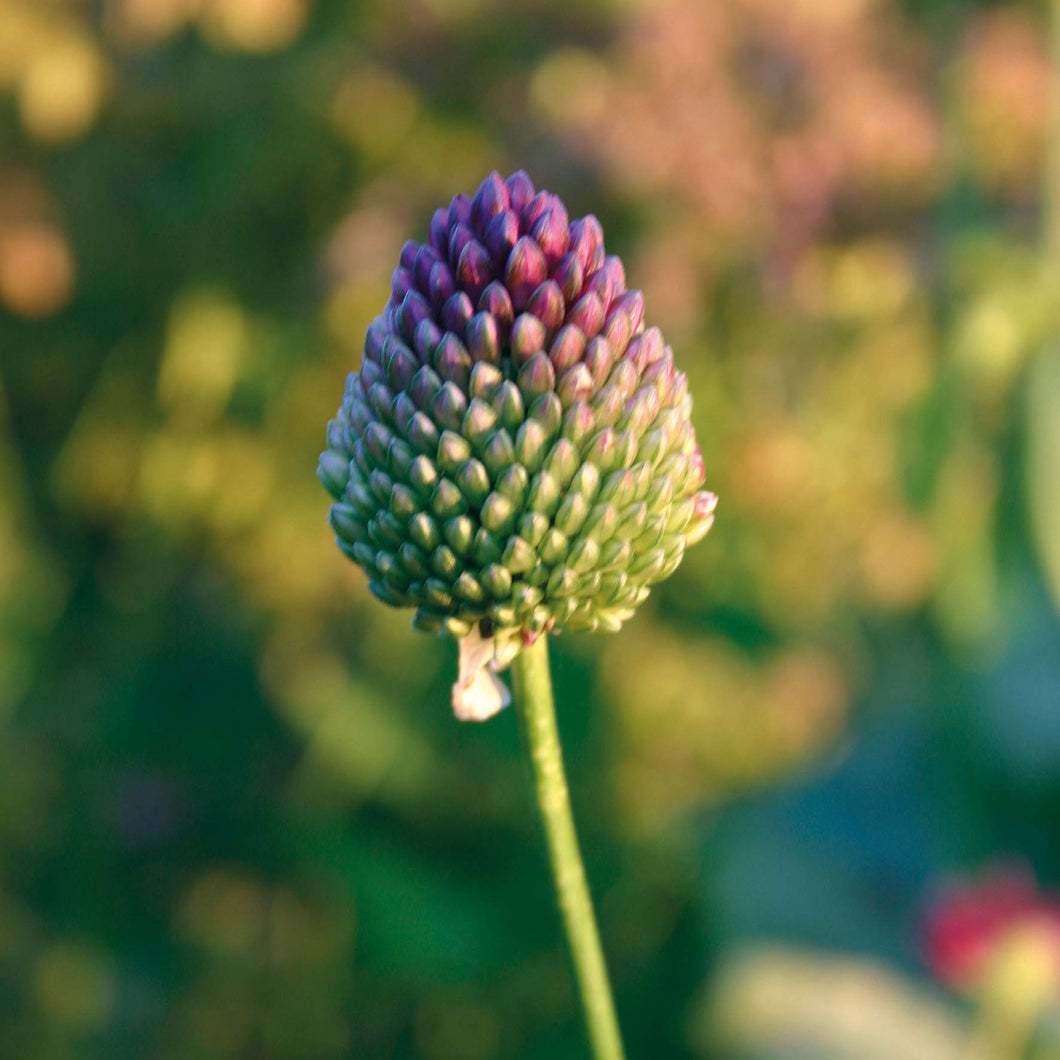 Allium sphaerocephalon - Königliche Gartenakademie