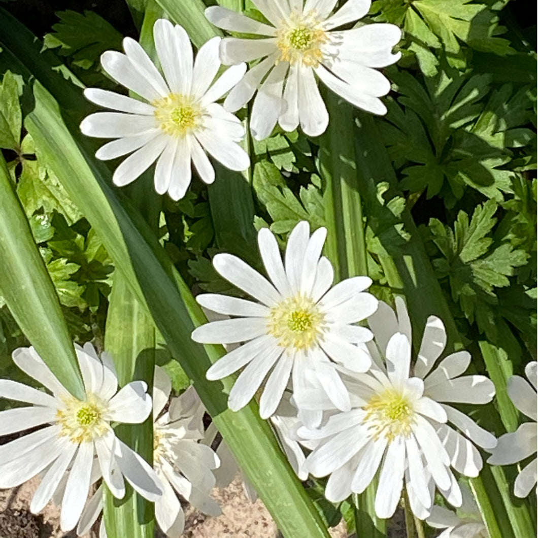 Anemone blanda 'White Splendour' - Königliche Gartenakademie