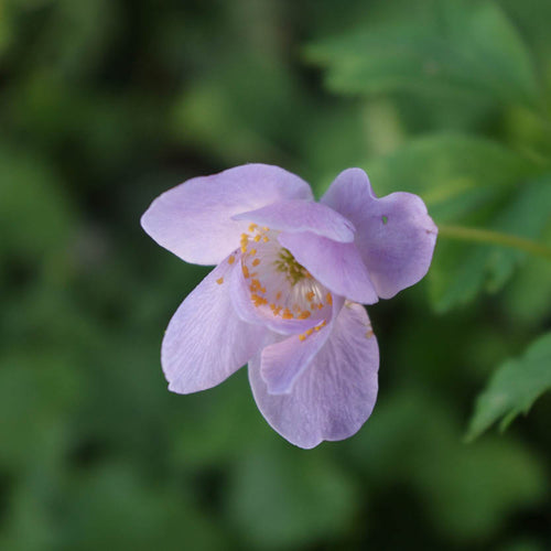 Eine Nahaufnahme einer zarten Anemone nem. 'Robinsoniana' von Weijers mit gelben Staubgefäßen vor verschwommenem grünem Laub - ein echtes verstecktes Kleinod des Waldes.