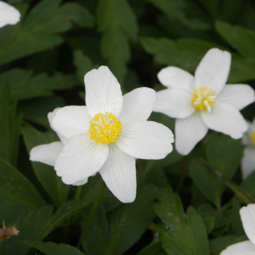 Nahaufnahme von Weijers Anemone nemorosa mit gelber Mitte vor einem Hintergrund aus dunkelgrünen Schattenschatz-Blättern.