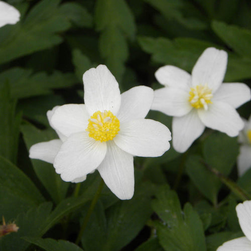 Nahaufnahme von Weijers Anemone nemorosa mit gelber Mitte vor einem Hintergrund aus dunkelgrünen Schattenschatz-Blättern.
