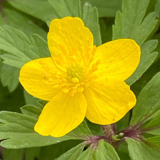 Eine Nahaufnahme einer Weijers Anemone ranunculoides: Ihre fünf gelben Blütenblätter und die grüne Mitte heben sich zwischen den gezähnten Blättern ab, aufgenommen während der leuchtenden Blütezeit.