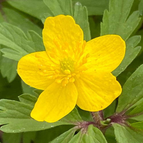 Eine Nahaufnahme einer Weijers Anemone ranunculoides: Ihre fünf gelben Blütenblätter und die grüne Mitte heben sich zwischen den gezähnten Blättern ab, aufgenommen während der leuchtenden Blütezeit.