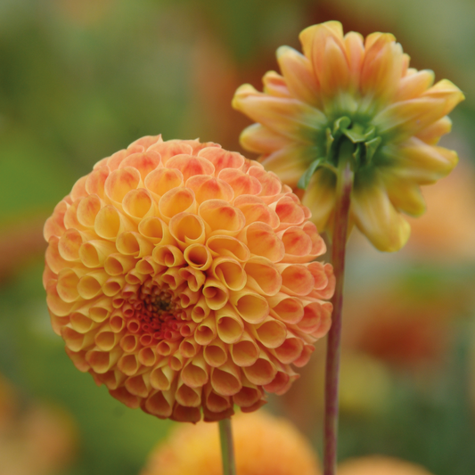 Bantling - Königliche Gartenakademie