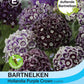 Samenpackung für Bartnelken Purple Crown von Thompson und Morgan mit violetten und weißen Bartnelkenblüten. Deutsche Etiketten heben ihren süßen Duft, ihre Bienenfreundlichkeit und ihre einfache Pflege hervor. Das Markenlogo befindet sich unten.