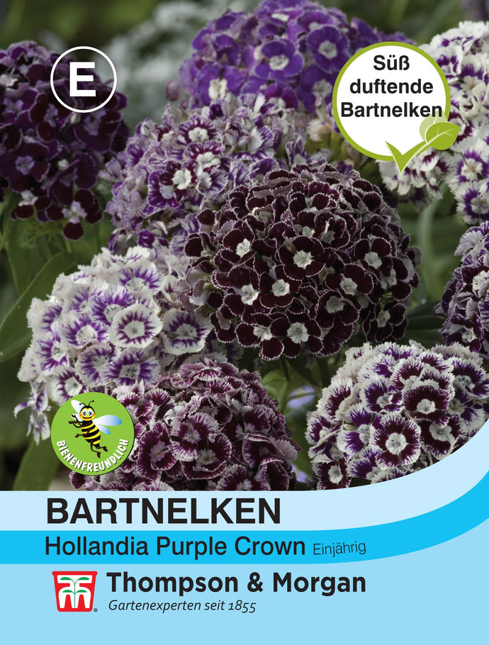 Bartnelken Purple Crown