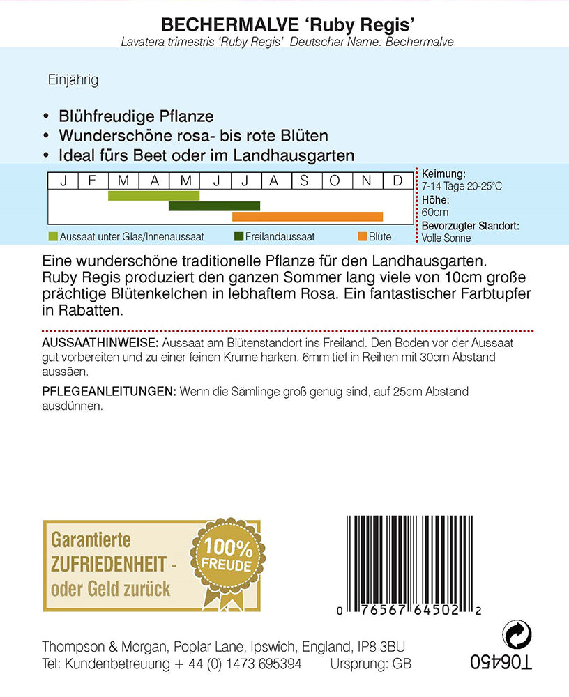 Bechermalve Ruby Regis - Königliche Gartenakademie