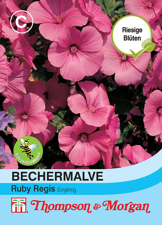 Bechermalve Ruby Regis - Königliche Gartenakademie
