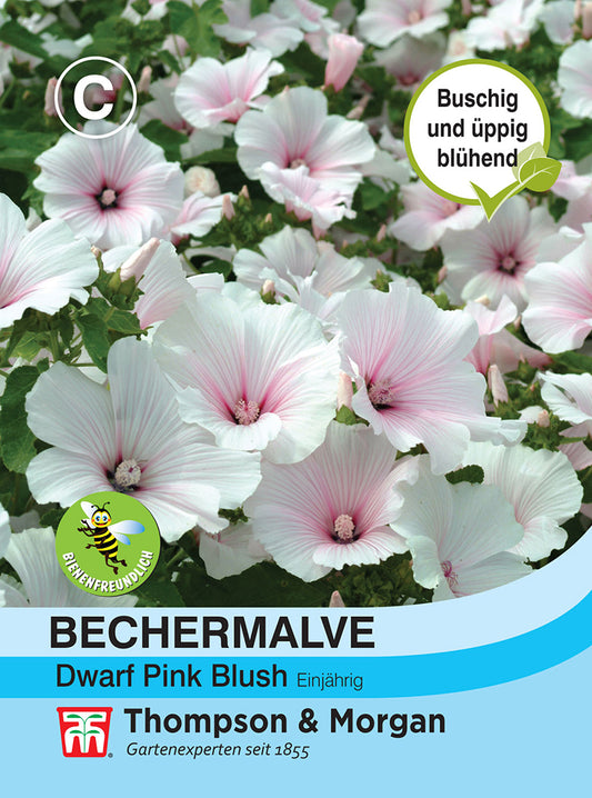 Bechermalve Dwarf Pink Blush - Königliche Gartenakademie