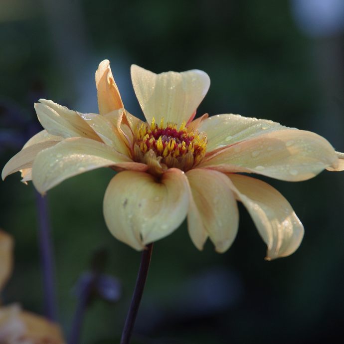 Bishop of York® - Königliche Gartenakademie