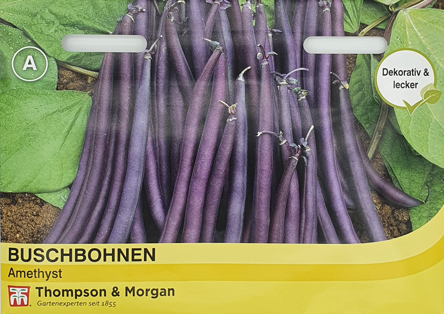 Buschbohnen Amethyst - Königliche Gartenakademie