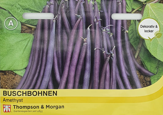 Buschbohnen Amethyst - Königliche Gartenakademie