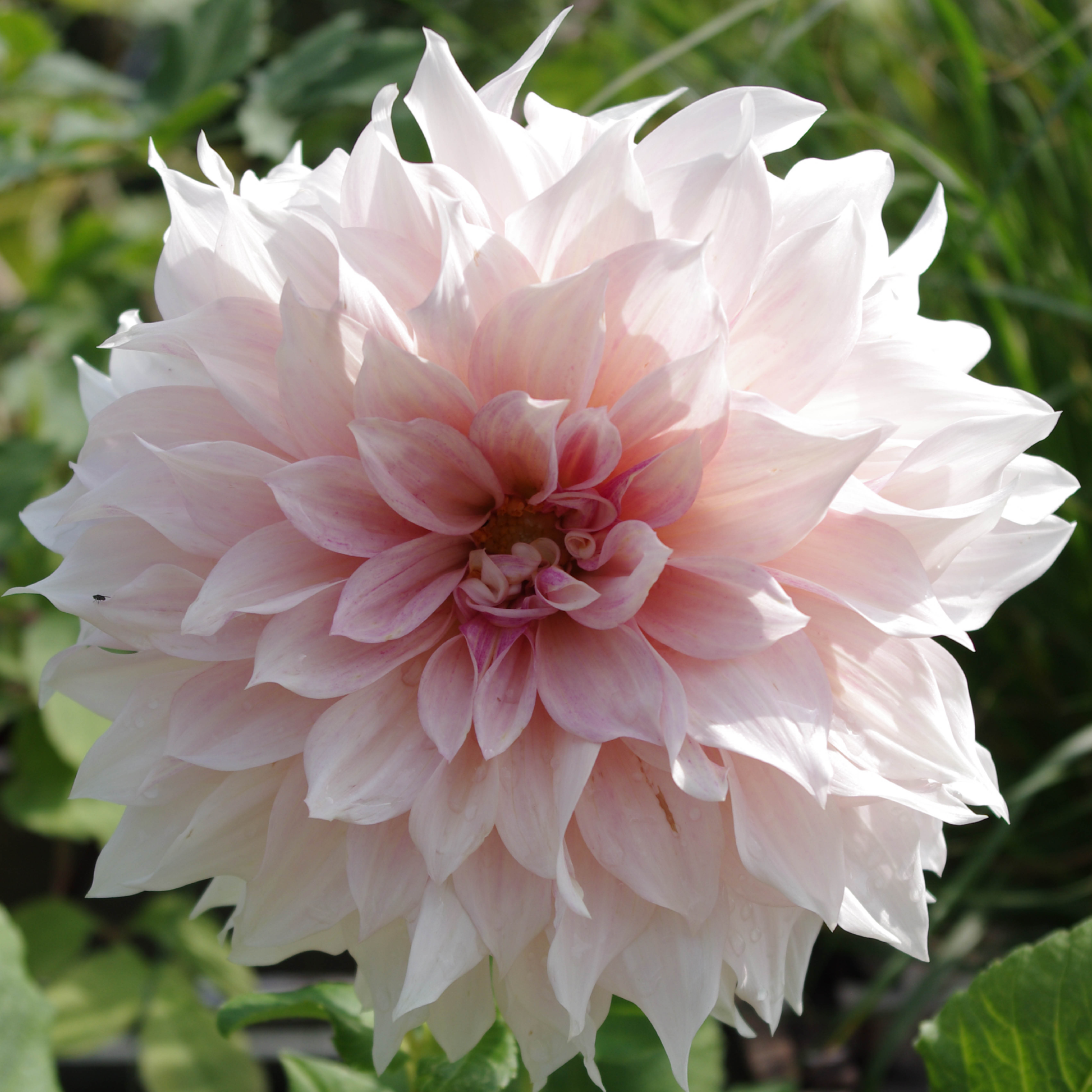 Eine atemberaubende, große cremefarbene Blüte der Dahlia 'Café au Lait' Dekorative Dahlie von Weijers erblüht voll, ihre zarten Blütenblätter leuchten sanft vor sattem grünen Laub.