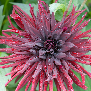 Dahlia - Chat Noir - Königliche Gartenakademie