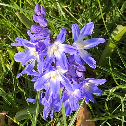 Eine Traube von Weijers Chionodoxa for. Blue Giant' hat sternförmige blau-violette Blüten mit weißer Mitte, die von März bis April in hellem Sonnenlicht zwischen grünem Gras blühen.