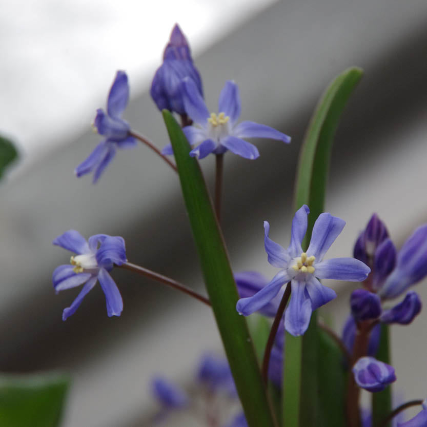 Nahaufnahme von Weijers Chionodoxa sardensis Sternhyazinthe mit zarten blauen und violetten Blüten und langen grünen Blättern, deren dunkelblaue Blüte wunderschön vor einem sanft verschwommenen Hintergrund leuchtet.