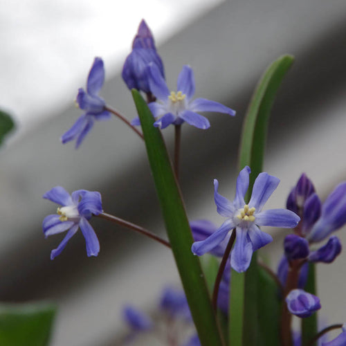 Nahaufnahme von zarten blauen und violetten Chionodoxa sardensis-Blüten mit schlanken grünen Blättern von Weijers vor einem unscharfen grauen Hintergrund.