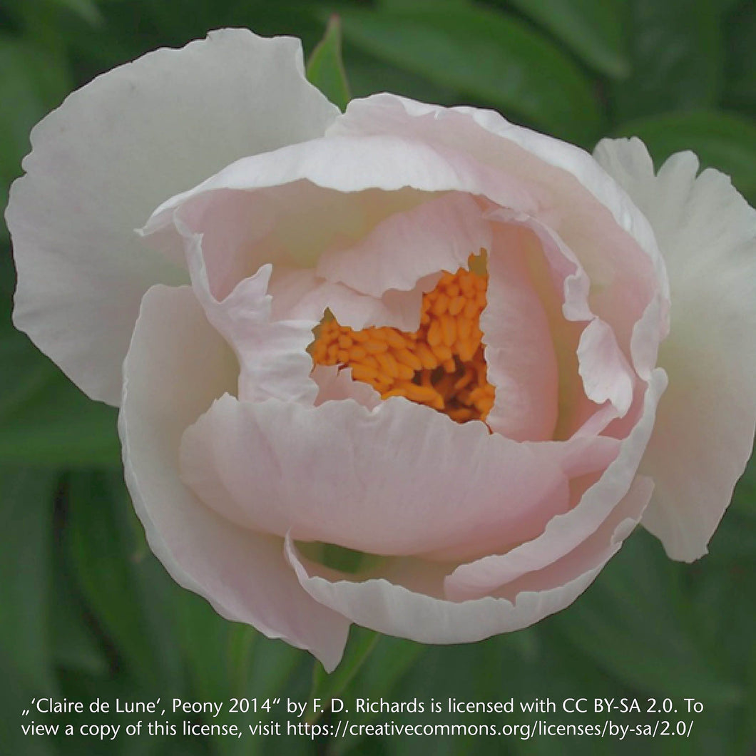 Paeonia lactiflora 'Claire de Lune' - Königliche Gartenakademie