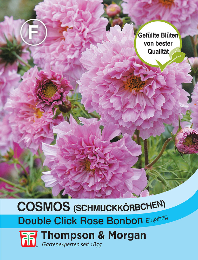 Cosmos (Schmuckkörbchen) Double Click Rose Bonbon - Königliche Gartenakademie