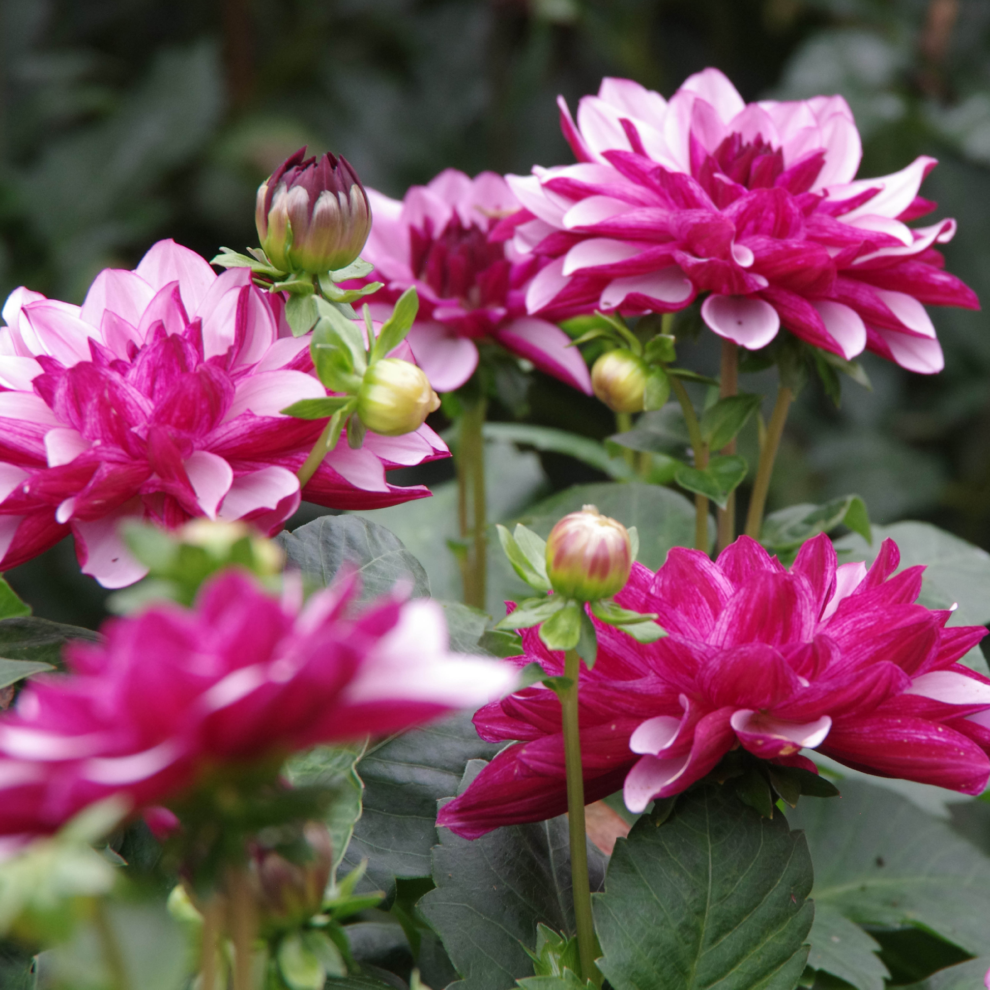 Creme de Cassis - Königliche Gartenakademie