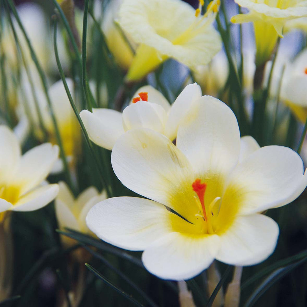 Crocus chrysanthus 'Cream Beauty' - Königliche Gartenakademie