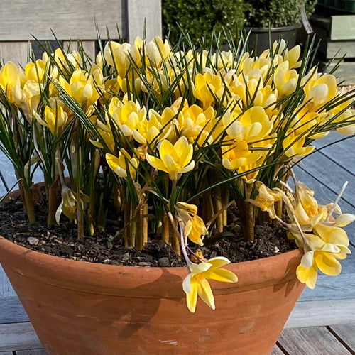 Crocus chrysanthus 'Romance' - Königliche Gartenakademie