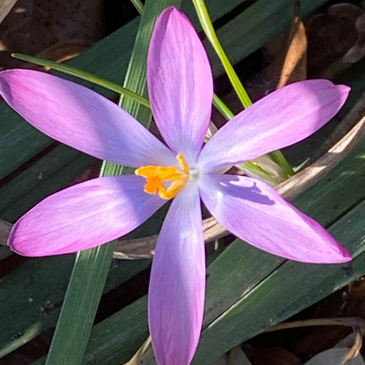 Eine Nahaufnahme von Crocus tommasinianus 'Roseus' Elfen-Krokus by Weijers im Februar-März, die die purpurrosa sechsblättrige Blüte mit leuchtend orange-gelben Staubgefäßen inmitten von grünen Blättern und braunem Trockenlaub zeigt.