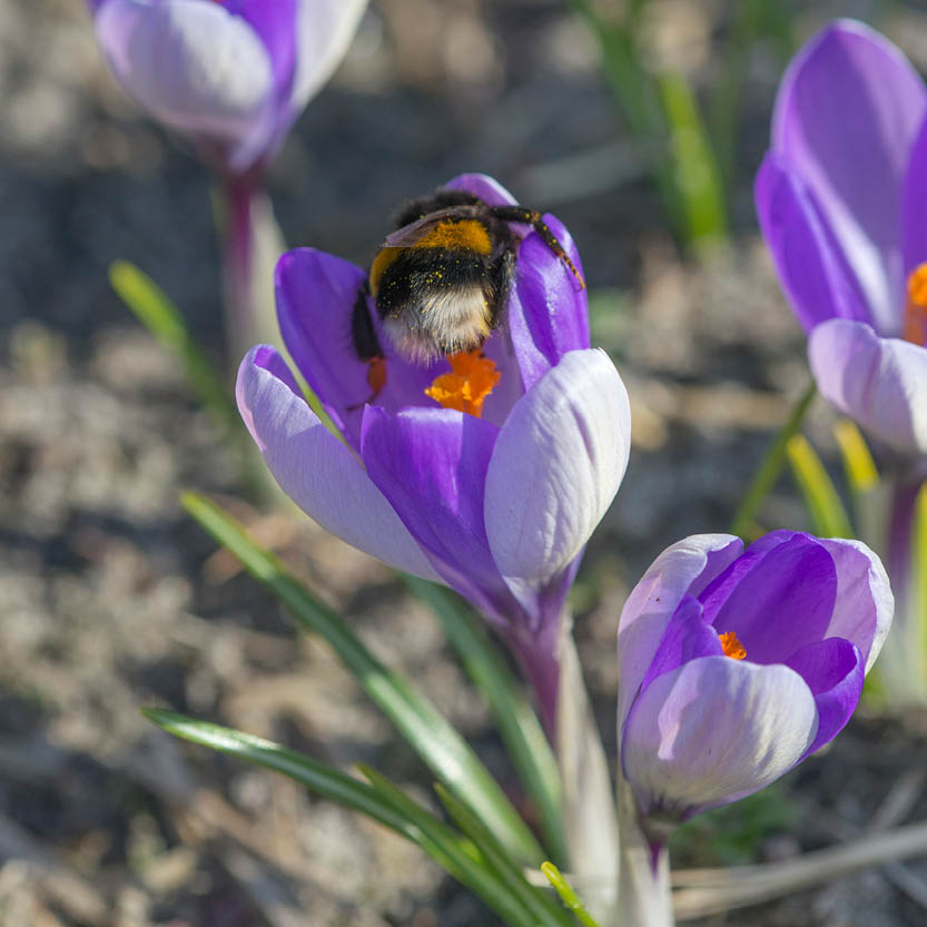 Eine Hummel sammelt Pollen von einem Krokus 'Yalta' Wildkrokus von Weijers, dessen blau-weiße Blüte in der Sonne leuchtet, umgeben von anderen insektenfreundlichen Krokussen und grünem Gras.