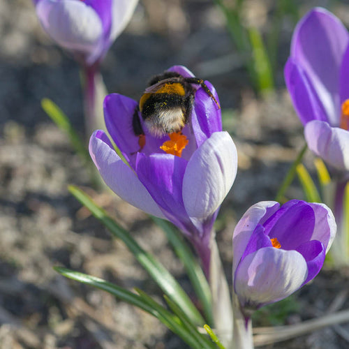 Eine Hummel sammelt Pollen von der leuchtend orangefarbenen Mitte des Weijers-Krokus 'Jalta'. Ihr Körper ist mit Pollen bestäubt, während sie sich über die zarten Blütenblätter bewegt, umgeben von anderen blühenden Krokussen auf einer sonnigen, bienenfreundlichen Wiese.