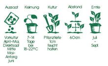 Lade das Bild in den Galerie-Viewer, Saatgut - Gurke - Königliche Gartenakademie
